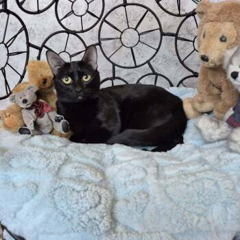 Mama Bear -  Domestic Short Hair Cat Available for Adoption in Tucson, Arizona - Mama Bear | PetCurious