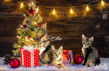 Rescue Tabby Cats for Adoption in Culpeper, Virginia - Finn *kitten* | PetCurious