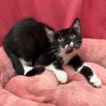 Fuzzy -  Tuxedo Cat for Adoption in Green Valley, Arizona - Fuzzy | PetCurious