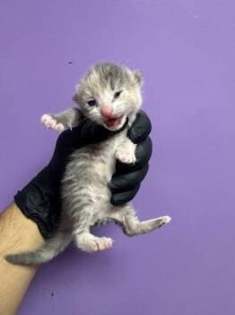 61597029 -  Domestic Short Hair Cat for Adoption in El Paso, Texas - 61597029 | PetCurious