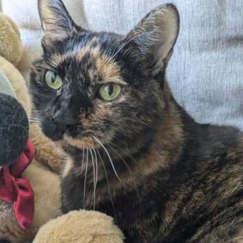 Marcie -  Domestic Short Hair and Mixed Breed Cat for Adoption in New York, New York - Marcie | PetCurious