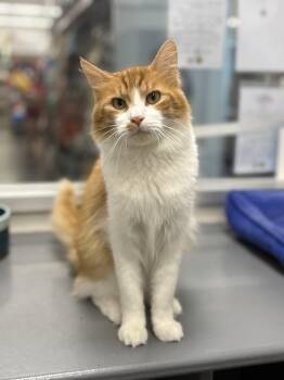 Ronaldo -  Domestic Long Hair Cat for Adoption in Zimmerman, Minnesota - Ronaldo | PetCurious