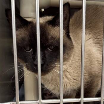 Toast -  Domestic Short Hair and Siamese Cat Available for Adoption in Salt Lake City, Utah - Toast | PetCurious