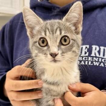 Danielle -  American Shorthair Cat for Adoption in Bethel, Connecticut - Danielle | PetCurious