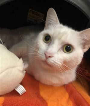 MIMI -  Domestic Long Hair Cat for Adoption in Dallas, Texas - MIMI | PetCurious