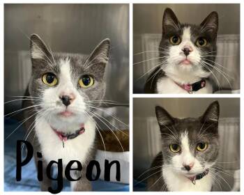 Pigeon -  Domestic Short Hair Cat for Adoption in Pierceton, Indiana - Pigeon | PetCurious