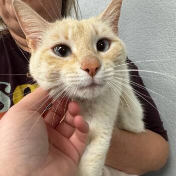 Domestic Short Hair Cats Available for Adoption in Waco, Texas - Curry The Cat | PetCurious