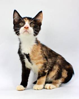 Ketu -  Domestic Short Hair Cat for Adoption in Morton Grove, Illinois - Ketu | PetCurious