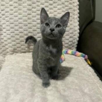 Nimbus -  Domestic Short Hair Cat for Adoption in Overland Park, Kansas - Nimbus | PetCurious