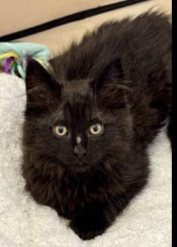 Inky -  Domestic Short Hair Cat for Adoption in Lafayette, Colorado - Inky | PetCurious
