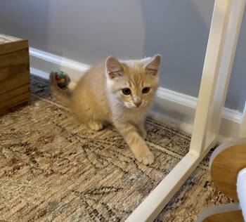 Mango -  Domestic Short Hair Cat for Adoption in Charlotte, North Carolina - Mango | PetCurious