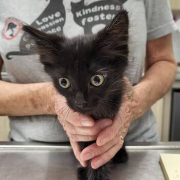 Jinx -  Domestic Long Hair Cat for Adoption in Chattanooga, Tennessee - Jinx | PetCurious