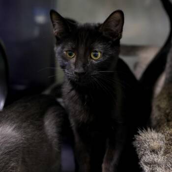Hicup -  Domestic Short Hair Cat for Adoption in Los Angeles, California - Hicup | PetCurious