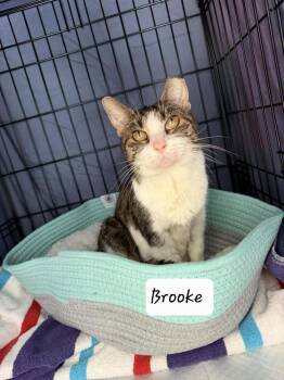 Domestic Short Hair Cats Available for Adoption - Brooke | PetCurious