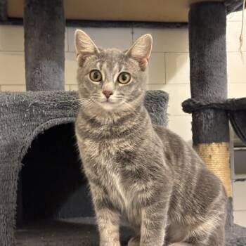 Pizza Penny -  Domestic Short Hair Cat for Adoption in Pittsburgh, Pennsylvania - Pizza Penny | PetCurious
