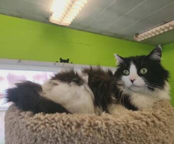 Yzma -  Domestic Long Hair Cat for Adoption in Evansville, Indiana - Yzma | PetCurious