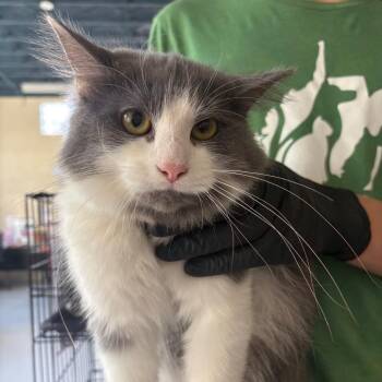 Princess Leia -  Domestic Medium Hair Cat for Adoption in Huntington, West Virginia - Princess Leia | PetCurious