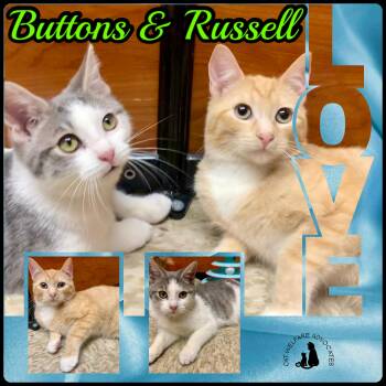 Domestic Short Hair Cats Available for Adoption - Buttons & Russell - BONDED PAIR | PetCurious