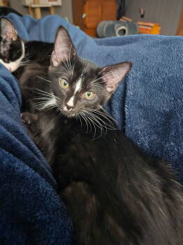 Rescue Domestic Short Hair Cats for Adoption in Dallas, Texas - Chai 2056 | PetCurious