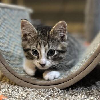 Domestic Short Hair Cats Available for Adoption in Lenexa, Kansas - Andre | PetCurious