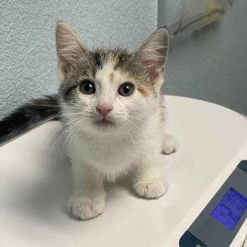 Domestic Short Hair Cats Available for Adoption in Riverside, California - Mars | PetCurious