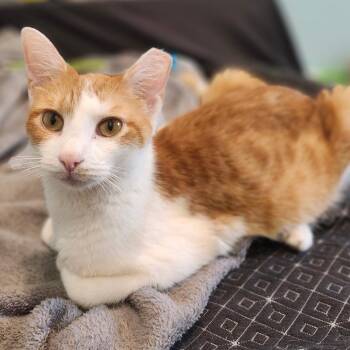Domestic Short Hair Cats Available for Adoption in Bel Air, Maryland - Raya Mom | PetCurious