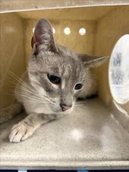A227438 -  Domestic Short Hair Cat for Adoption in Woodland, California - A227438 | PetCurious
