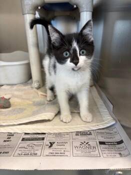 Wallie -  Domestic Short Hair Cat for Adoption in Portland, Indiana - Wallie | PetCurious