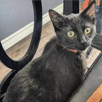 Domestic Short Hair Cats Available for Adoption in Winnipeg, Manitoba - Cinder  | PetCurious