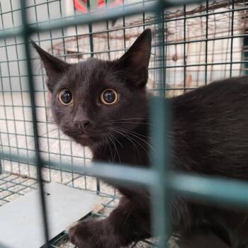 Barney -  Domestic Short Hair Cat for Adoption in Salt Lake City, Utah - Barney | PetCurious