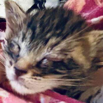 Maria -  Domestic Short Hair Cat for Adoption in Moses Lake, Washington - Maria | PetCurious