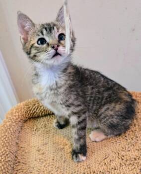 Rookidee -  Domestic Short Hair Cat for Adoption in Evans, Georgia - Rookidee | PetCurious