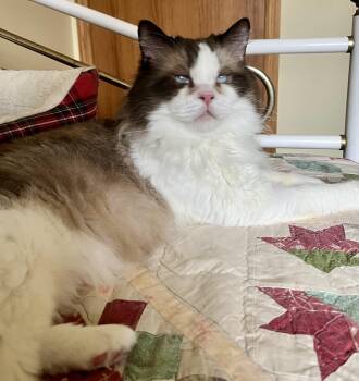 FRANKIE -  Ragdoll Cat for Adoption in Valparaiso, Indiana - FRANKIE | PetCurious