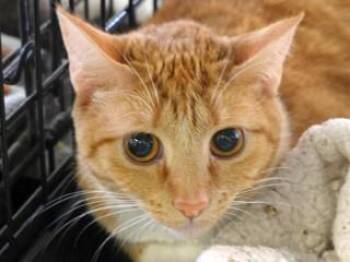 River -  Tabby and Domestic Short Hair Cat for Adoption in Butte, Montana - River | PetCurious
