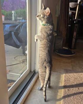 Klaus -  Domestic Short Hair Cat for Adoption in Hazlet, New Jersey - Klaus | PetCurious