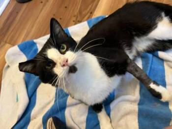 Mr. Man -  Domestic Short Hair Cat for Adoption in Bloomington, Indiana - Mr. Man | PetCurious