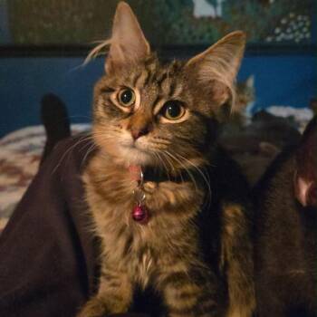 Olesya Ilyukhina -  Domestic Long Hair Cat for Adoption in Stoughton, Wisconsin - Olesya Ilyukhina | PetCurious