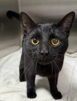 Domestic Short Hair Cats Available for Adoption in Peoria, Illinois - ASTRONAUT | PetCurious