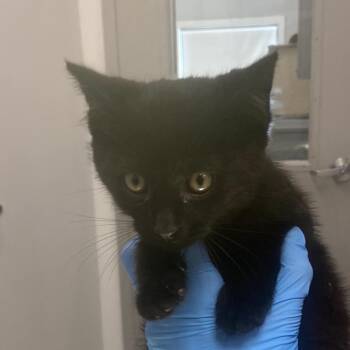 Zippy -  Domestic Medium Hair Cat Available for Adoption in Winston-salem, North Carolina - Zippy | PetCurious
