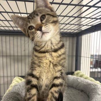 Lady Louise -  Domestic Short Hair Cat for Adoption in Puslinch, Ontario - Lady Louise | PetCurious