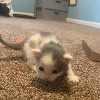Oyster -  Domestic Short Hair Cat for Adoption in Fairfax Station, Virginia - Oyster | PetCurious