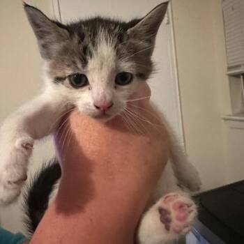 Noa -  Domestic Short Hair Cat for Adoption in Oceanside, New York - Noa | PetCurious