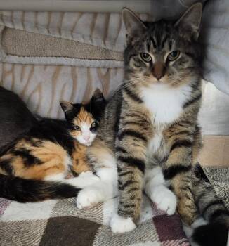 Domestic Short Hair Cats Available for Adoption - Mr. Snuggles | PetCurious