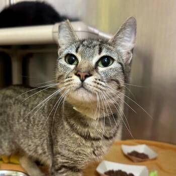 Asterisk -  Domestic Short Hair Cat for Adoption in Walnut Creek, California - Asterisk | PetCurious
