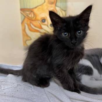 Cinder -  Domestic Medium Hair and Domestic Short Hair Cat for Adoption in New Orleans, Louisiana - Cinder | PetCurious
