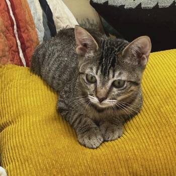 Rescue Domestic Short Hair Cats for Adoption in Victoria, British Columbia - Spice Cake | PetCurious