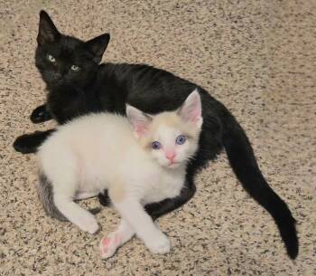 Siamese and Ragdoll Cats Available for Adoption in Brighton, Michigan - Koa (siamese) And Jagger (polydactyl) | PetCurious