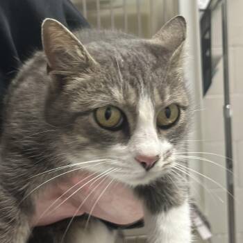 Domestic Short Hair Cats Available for Adoption - Rosie | PetCurious