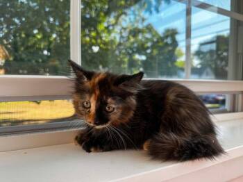 Smoky -  Domestic Short Hair Cat for Adoption in Gorham, Maine - Smoky | PetCurious