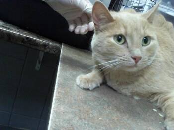 ADDY -  Domestic Short Hair Cat for Adoption in Omaha, Nebraska - ADDY | PetCurious